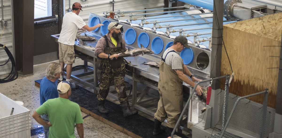 Wells Fish Hatchery Modernization 6